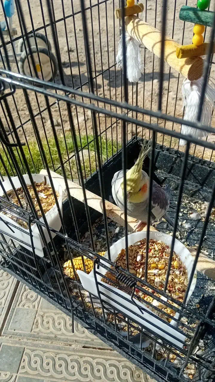 عروس هلندی|پرنده|جوین, |دیوار