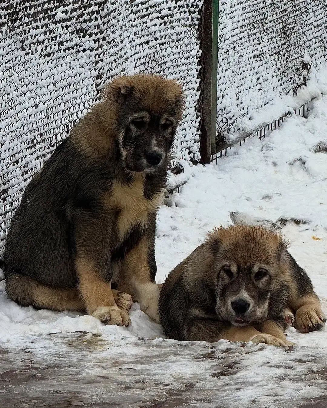 سگ آلابای|سگ|جلفا, |دیوار