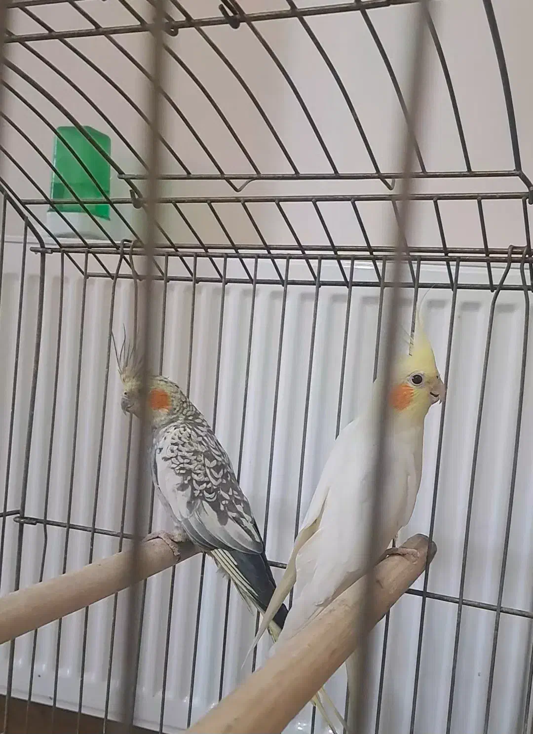 عروس هلندی|پرنده|ری, جوانمرد قصاب|دیوار