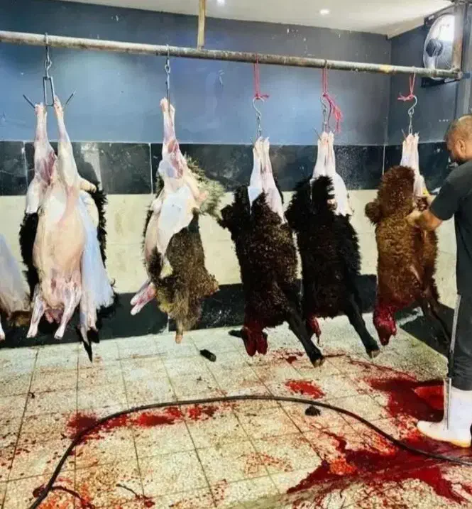 « گوسفند بره نرینه قلم آبی کمر پر عقیقه زنده»|حیوانات مزرعه|مشهد, نوید|دیوار