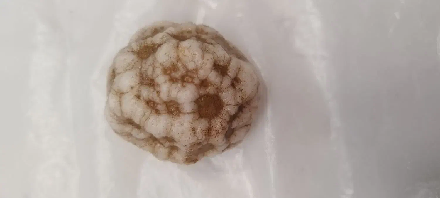 سنگ|کلکسیون اشیاء عتیقه|مشهد, پورسینا|دیوار