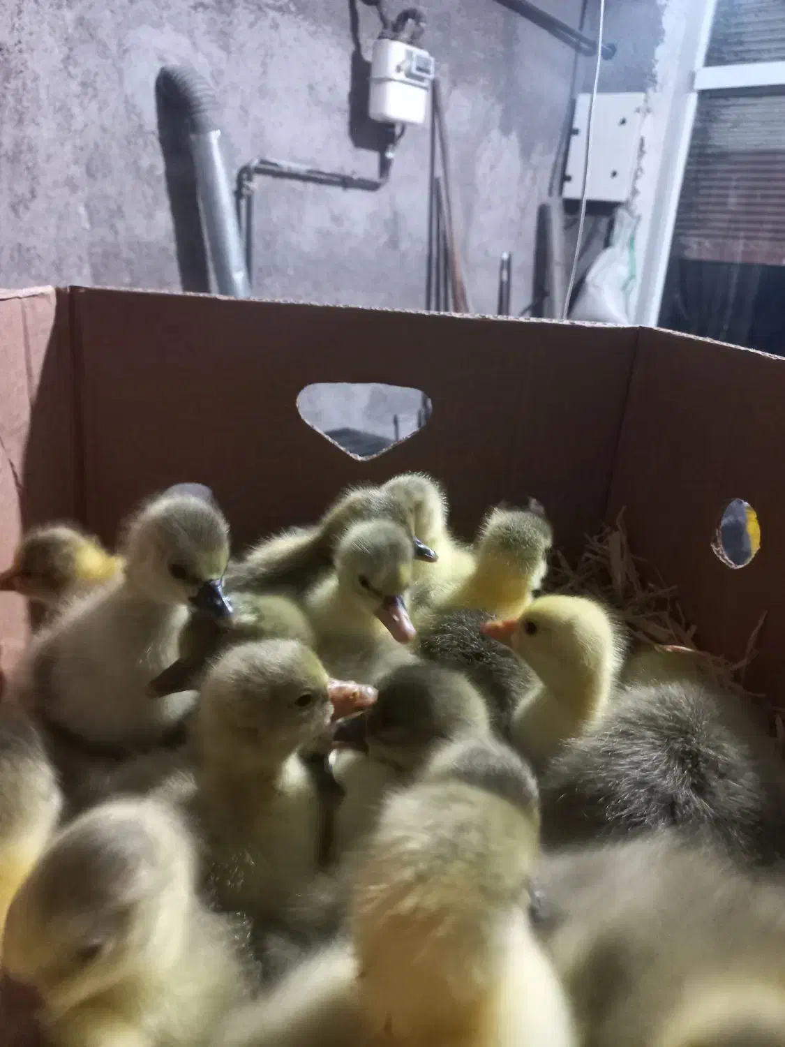 جوجه غاز|حیوانات مزرعه|لاهیجان, آهندان|دیوار