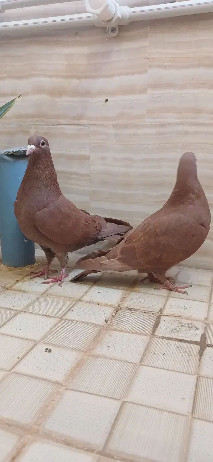 سرخ کرمونی و ساده سیاه|پرنده|سبزوار, باهنر|دیوار