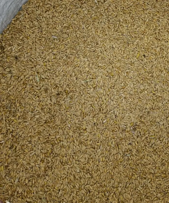 گندم|خدمات باغبانی و درختکاری|کارون, |دیوار
