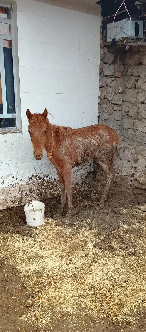 کره مادیون|اسب و تجهیزات اسب‌سواری|چگنی, |دیوار