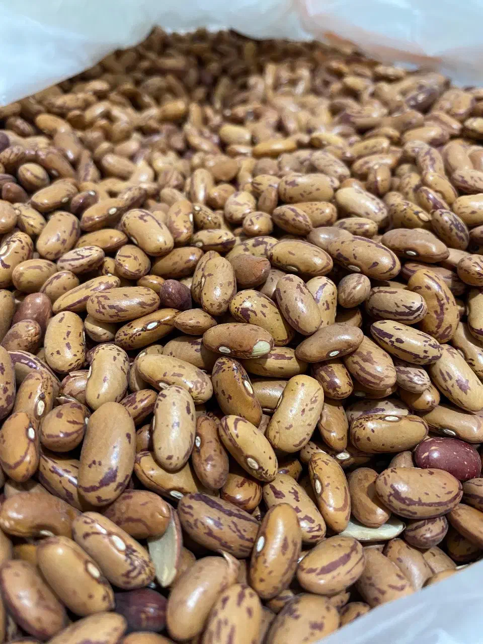 لوبیا چیتی|خوردنی و آشامیدنی|جاسک, |دیوار