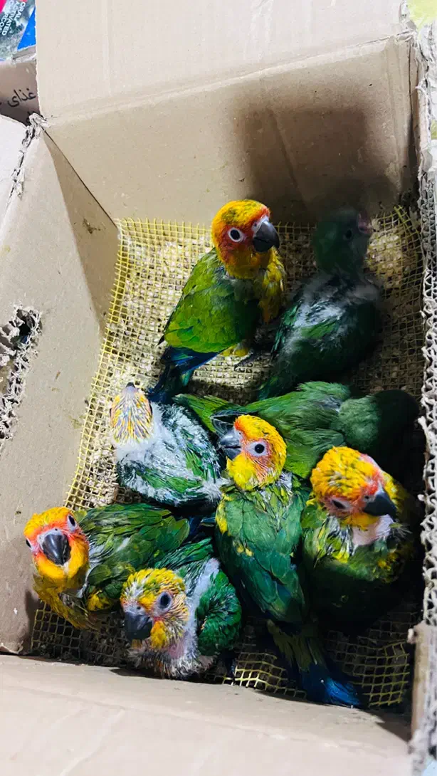 طوطی خورشیدی راهب ملنگو قناری فنچ مرغ عشق در کنگان|پرنده|بوشهر, |دیوار