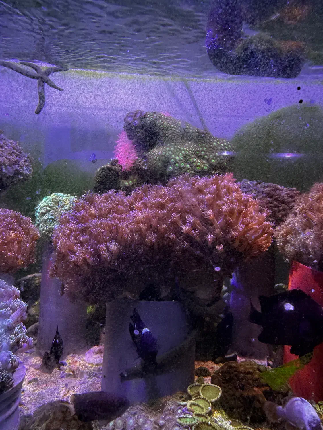 abshor ابشور اکواریوم|ماهی|تهران, جوادیه تهرانپارس|دیوار