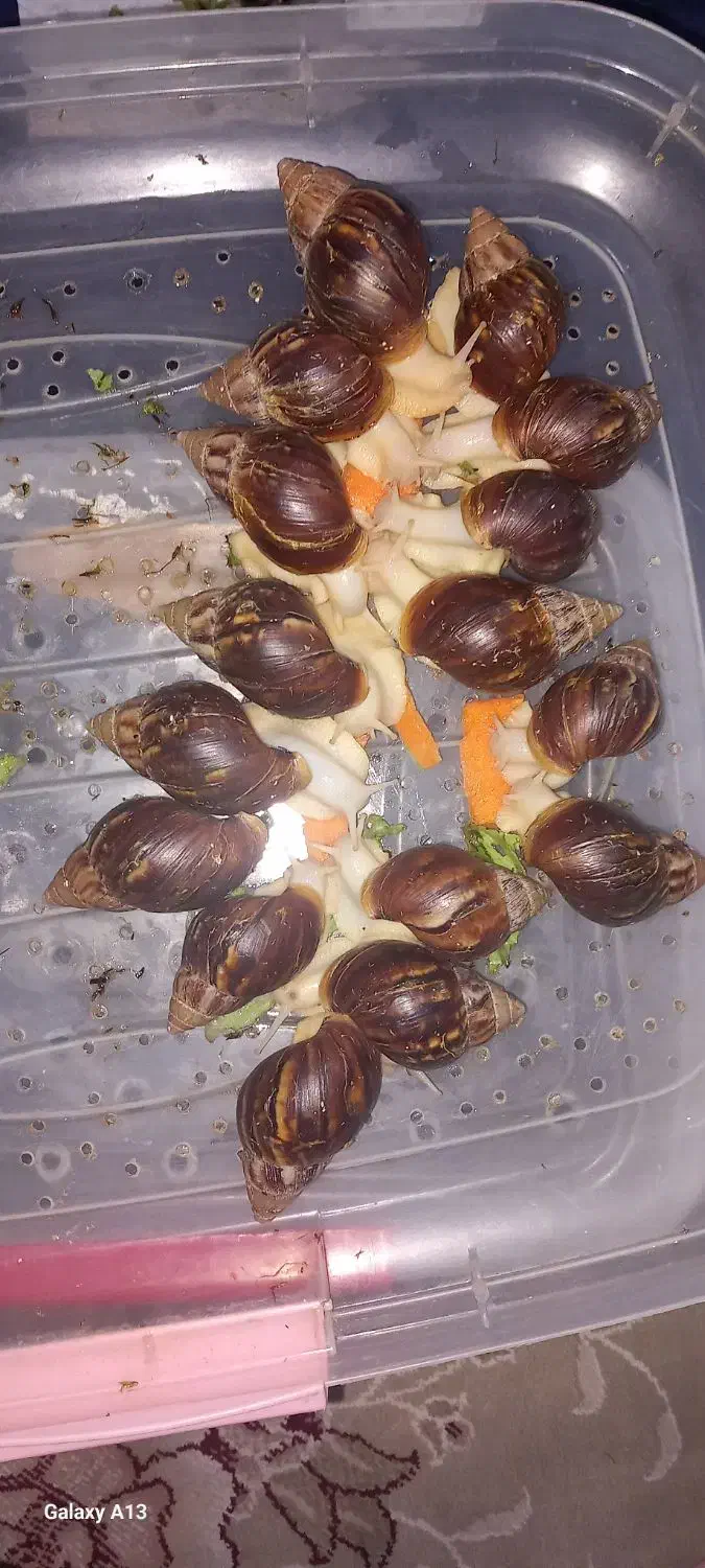 تعدادی حلزون کلاژن ساز ۶ و ۷ سانتی به فروش میرسد|خزنده|کرج, حسینآباد|دیوار