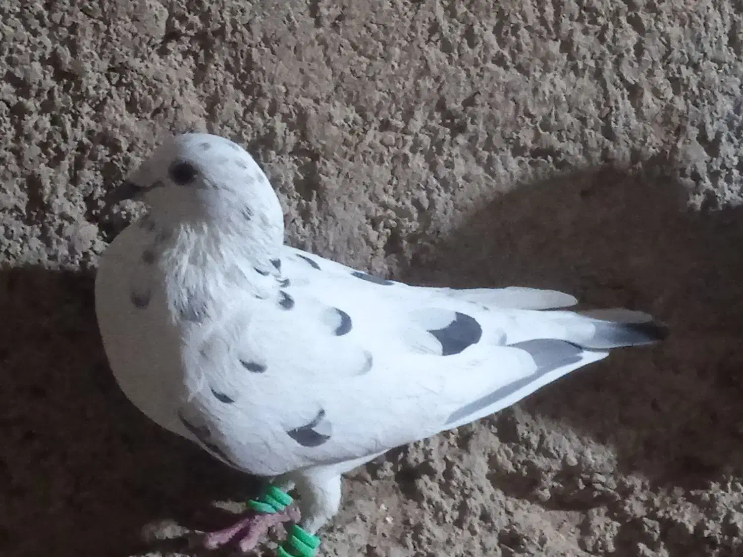 پلاکی|پرنده|ارسنجان, |دیوار