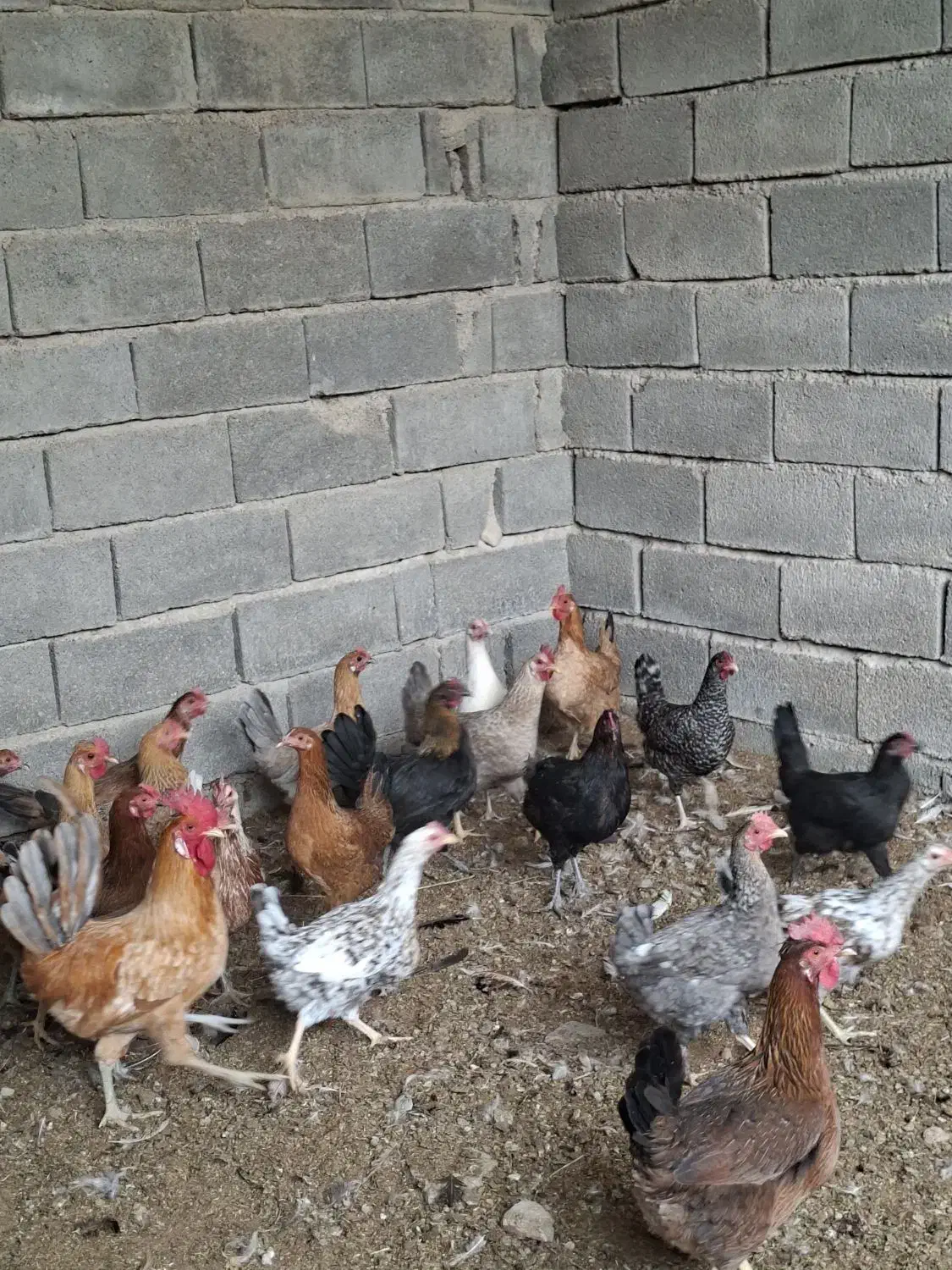 مرغ و خروس|حیوانات مزرعه|بهبهان, |دیوار