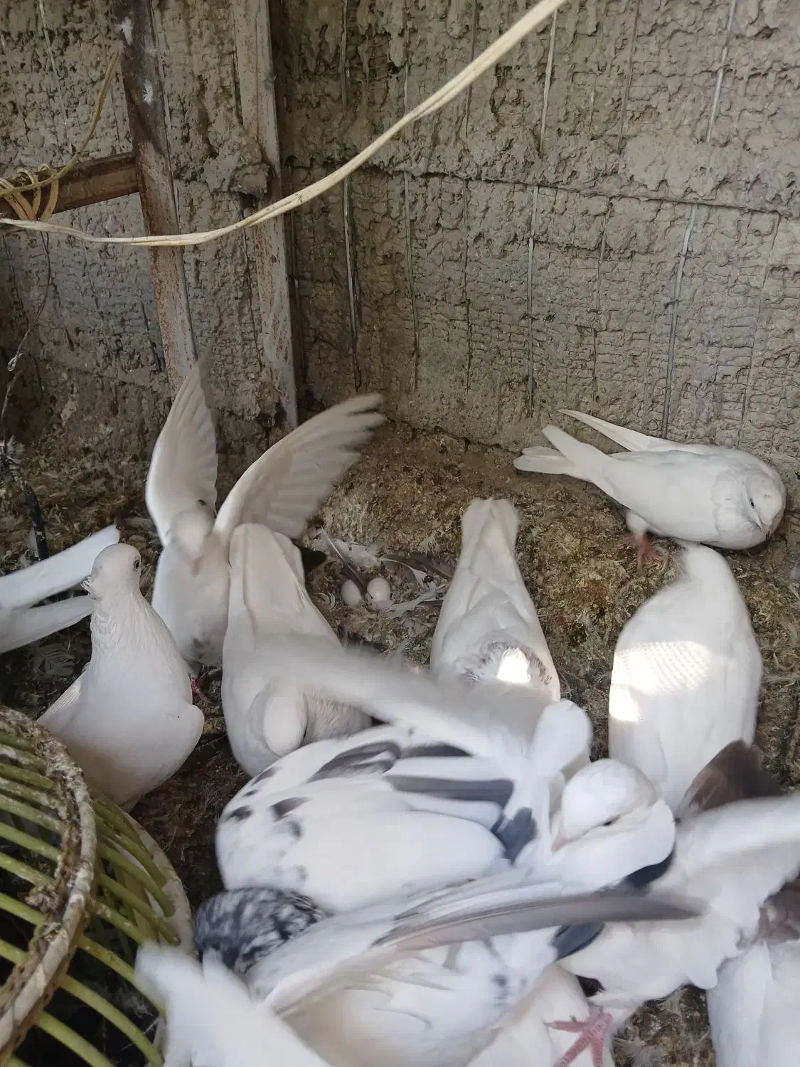 کبوترپرشی وزینتی نوک ریز|پرنده|فردیس, شهرک شهید حسینی|دیوار