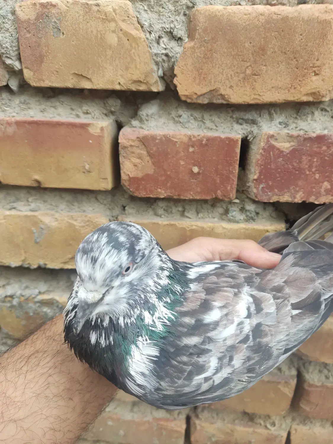 کبوتر گرفتنی|پرنده|بندر ترکمن, |دیوار