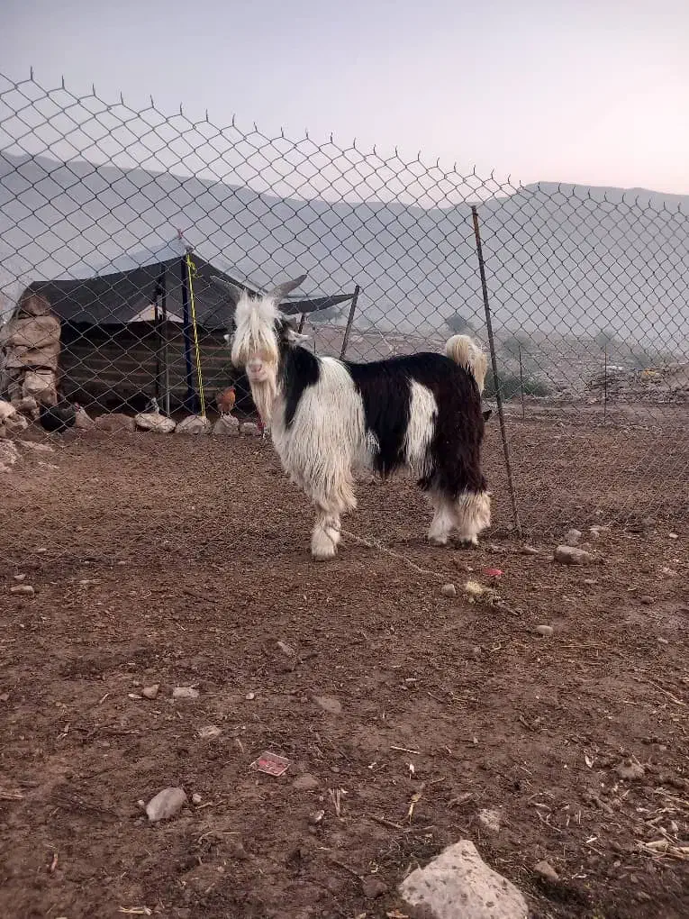 گوسفند|حیوانات مزرعه|لالی, |دیوار