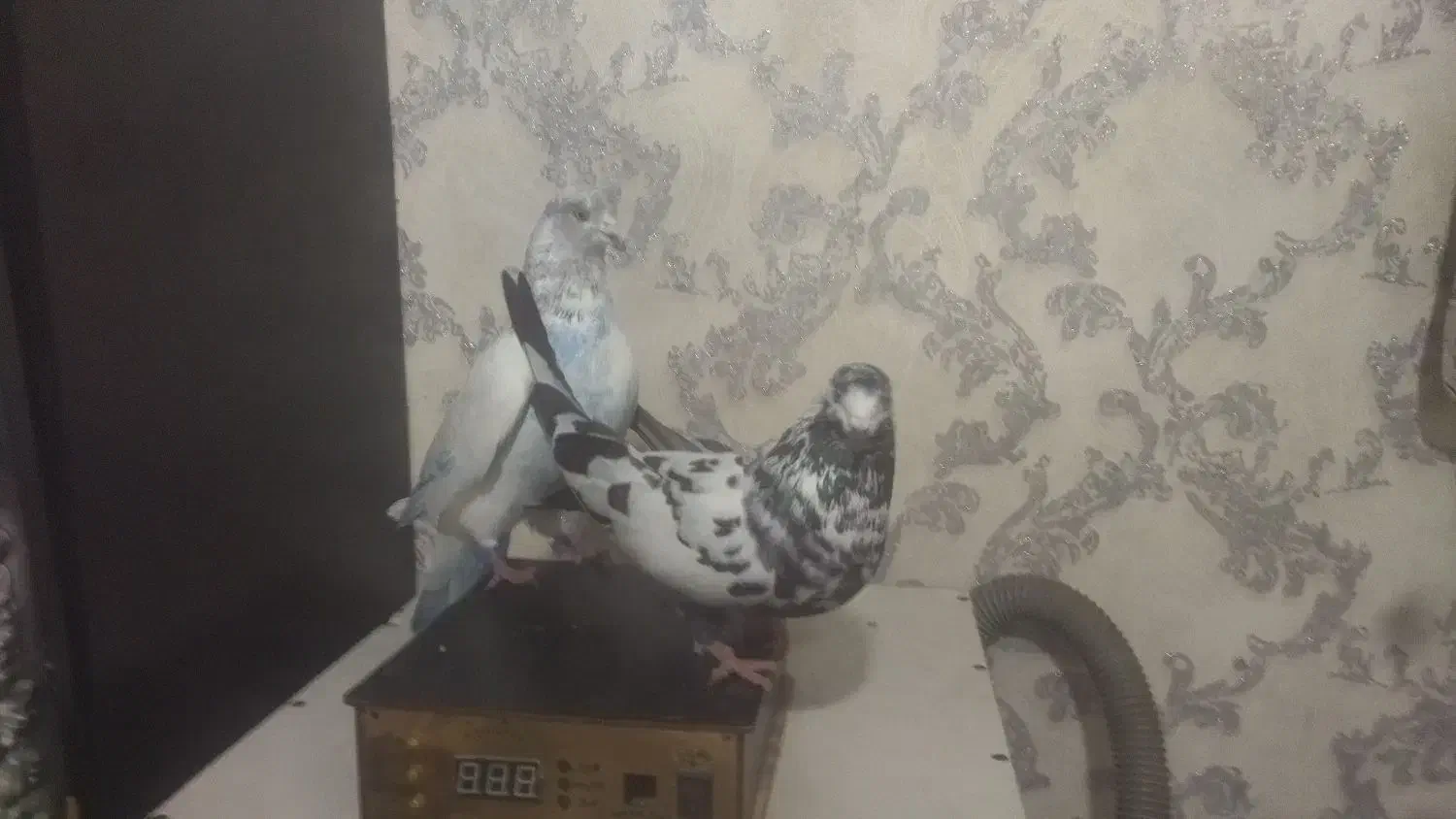 کبوتر قدار|پرنده|گرمی, |دیوار