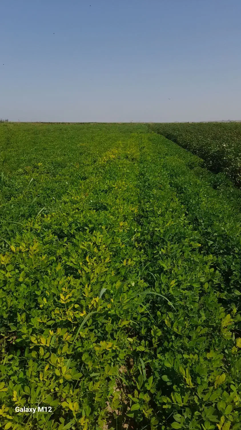 بذری|عمده‌فروشی|اردبیل, |دیوار