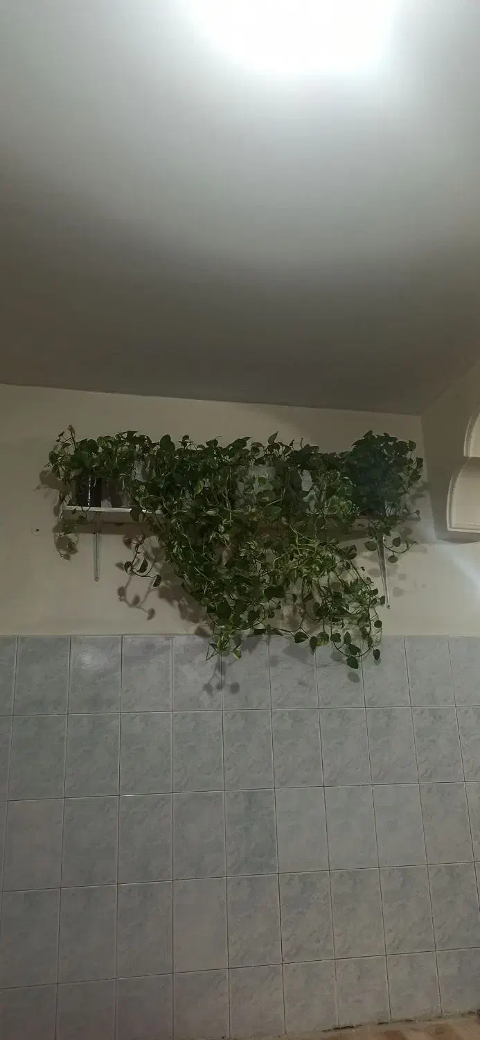 گل آپارتمانی|گل و گیاه طبیعی|شهریار, شهرک امیریه|دیوار