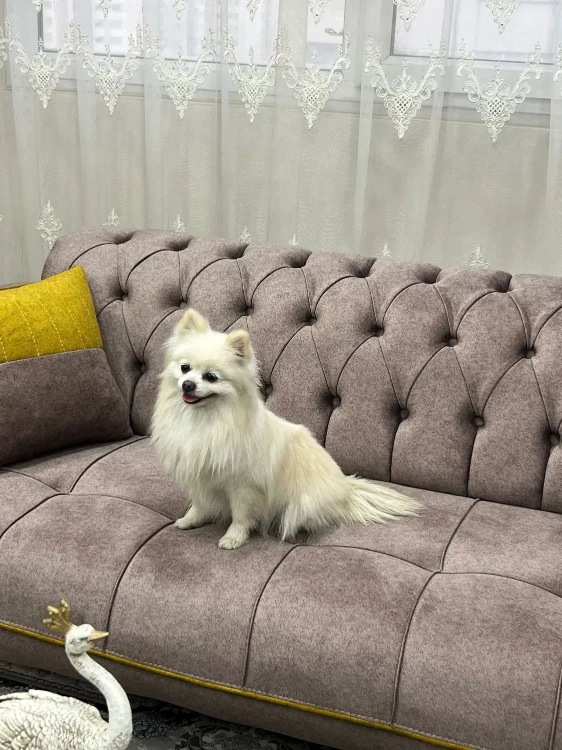 سگ‌پامر|سگ|فولادشهر, C8|دیوار