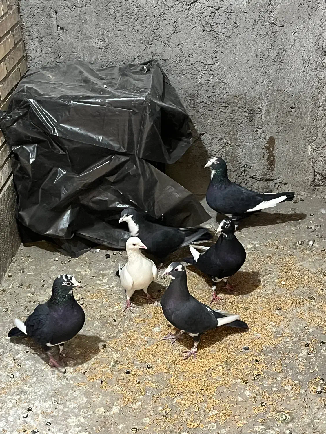 کفتر پلنگ|پرنده|کرمان, |دیوار