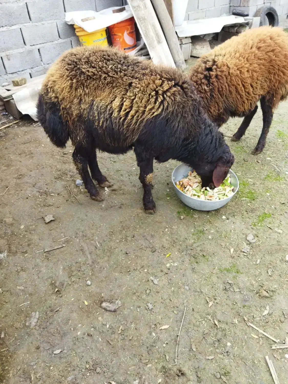 قوچ|حیوانات مزرعه|سنگدوین, |دیوار