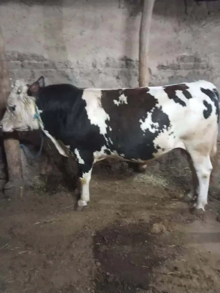 حیوانات|حیوانات مزرعه|خواجه, |دیوار