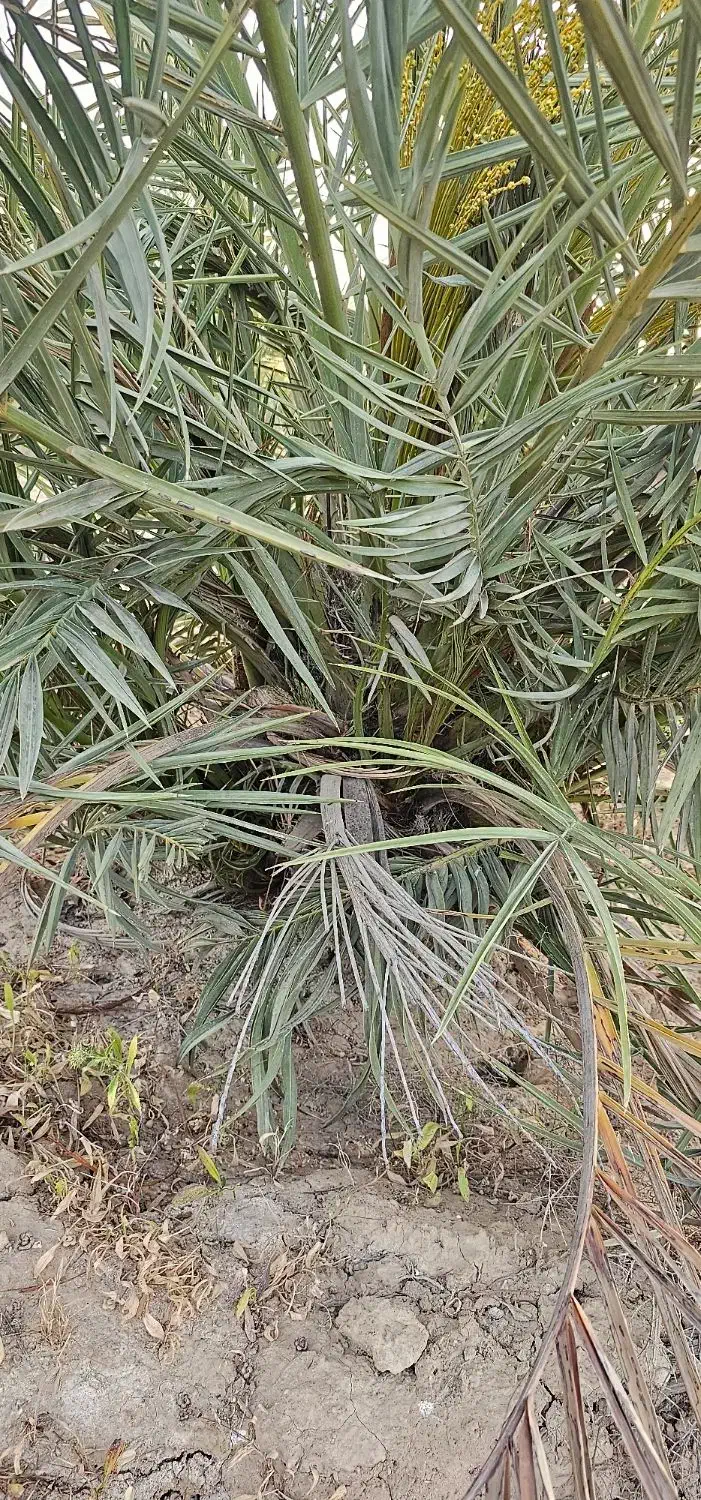 فروش پاجوش (دمیت) نخل مجول ، پیارم ، خنیزی|خدمات باغبانی و درختکاری|بندر گناوه, |دیوار