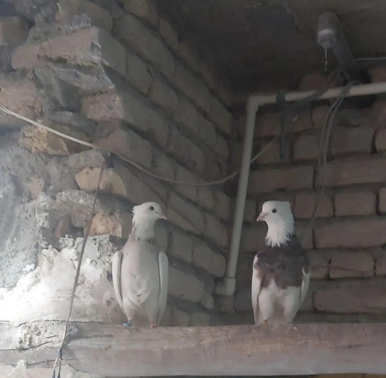 طوقی|پرنده|خمینی‌شهر, |دیوار