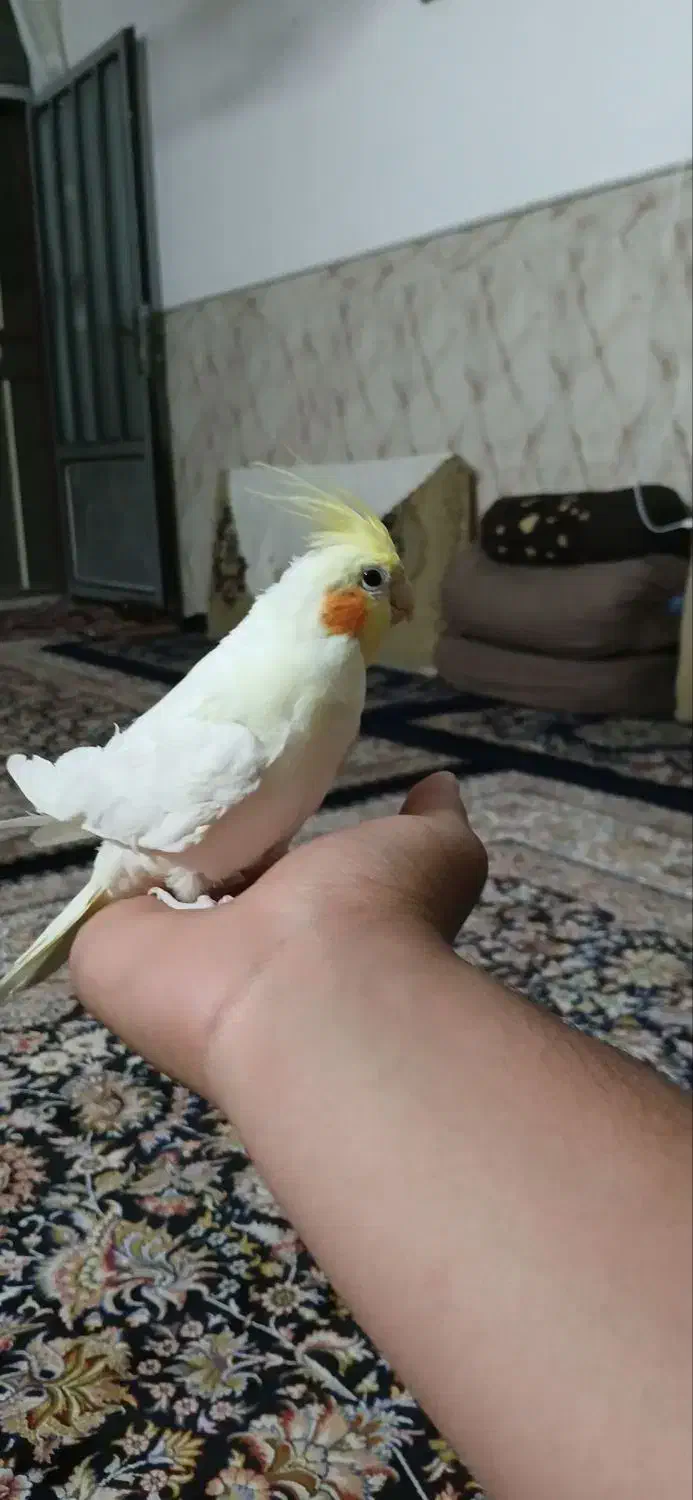 جوجه عروس|پرنده|سمنان, |دیوار