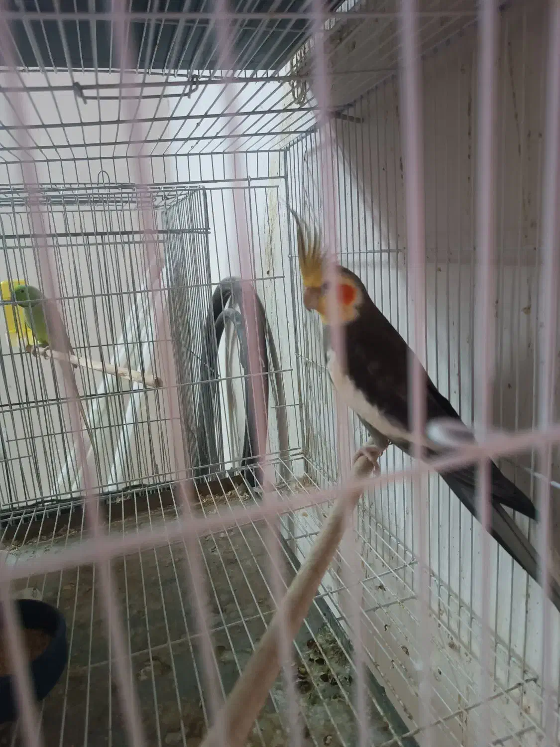 عروس هلندی مولد|پرنده|ساری, |دیوار