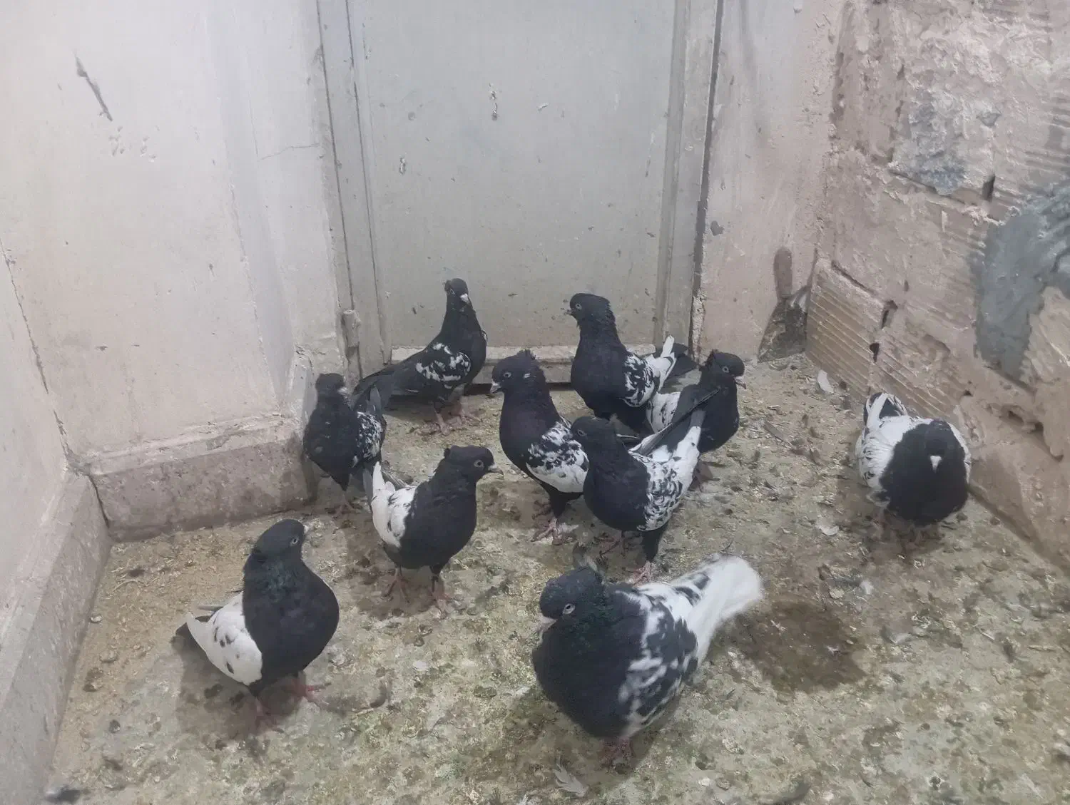 سینه سیاه سرسیاه|پرنده|کرمان, |دیوار