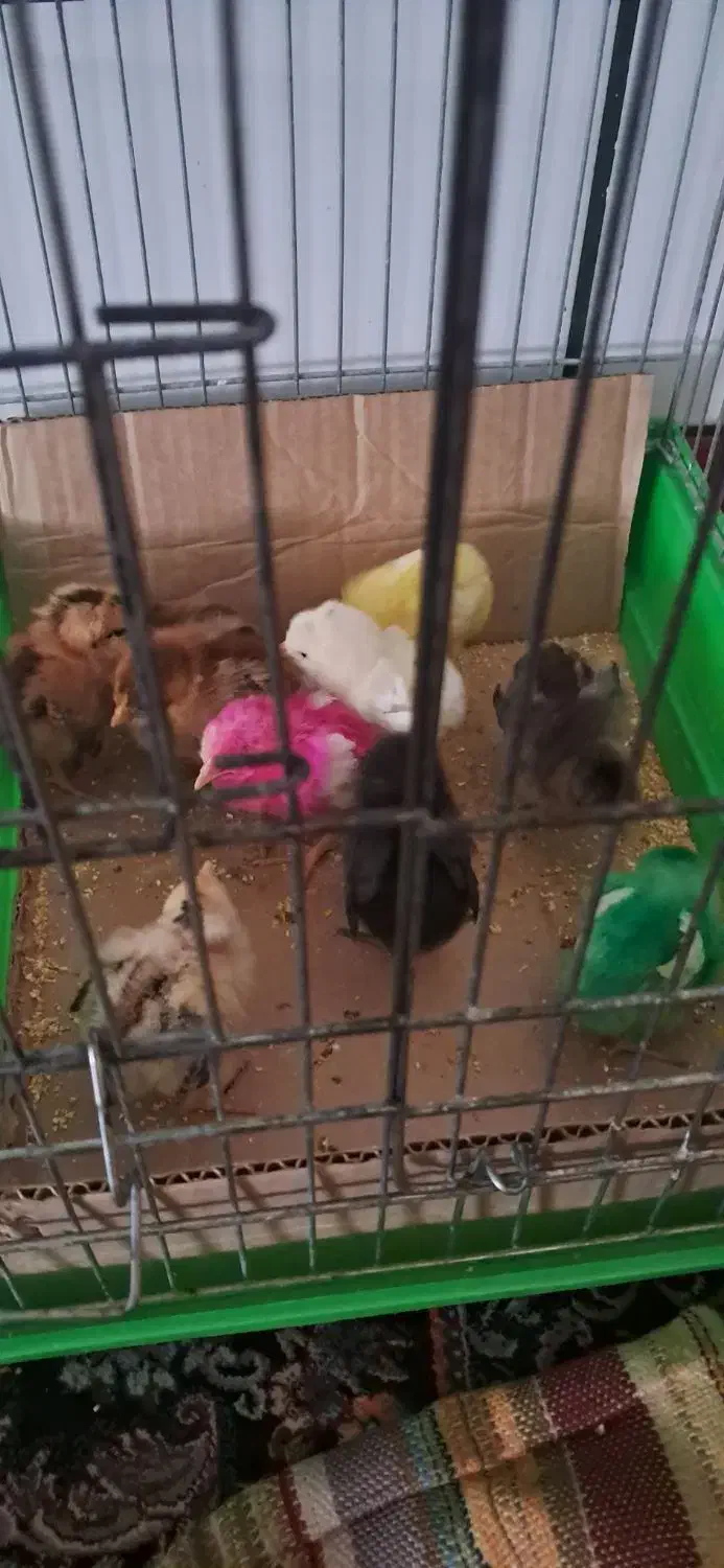 جوجه محلی|حیوانات مزرعه|شوشتر, |دیوار