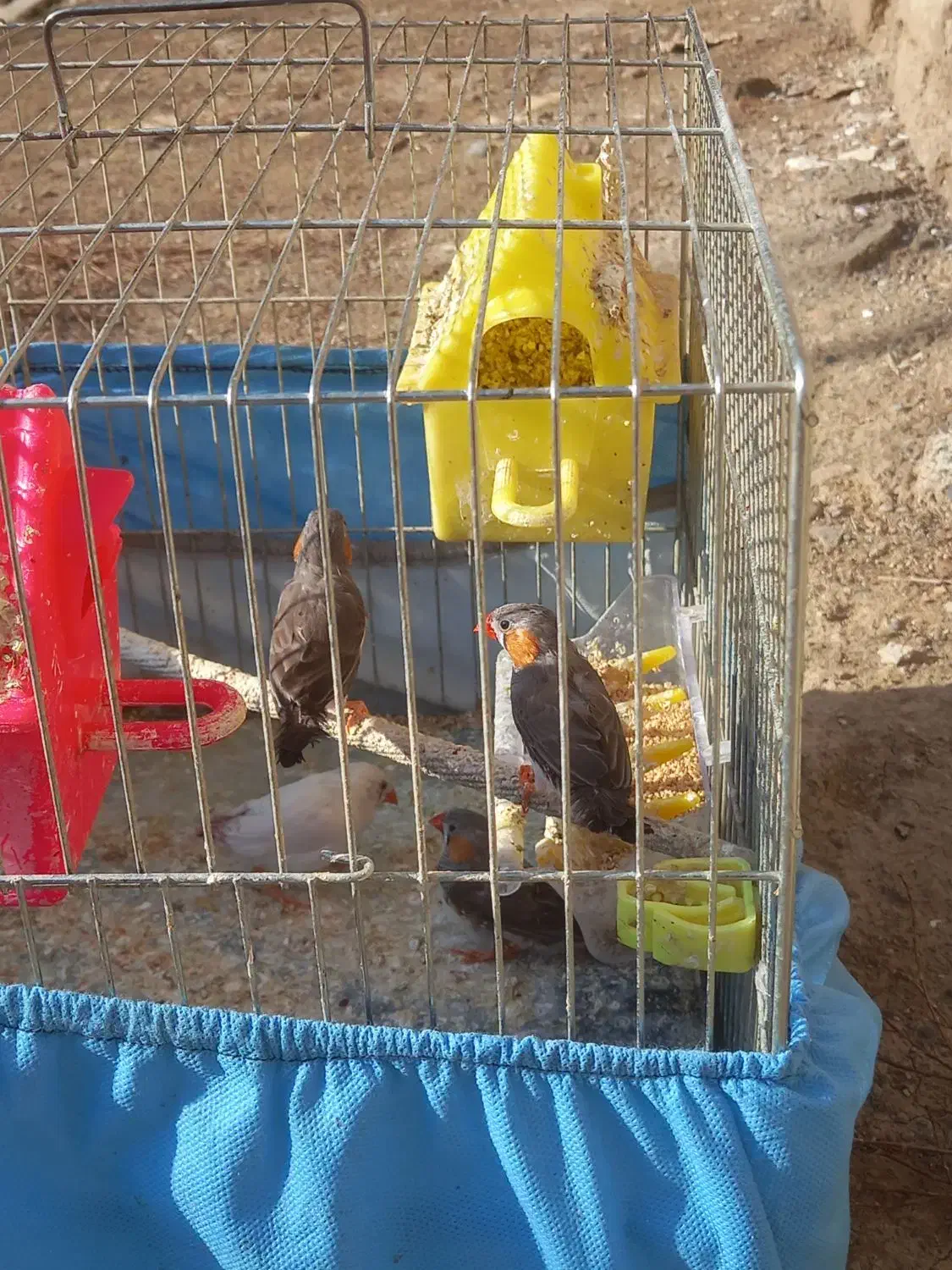 ۶ عدد پرنده فنچ|پرنده|ارومیه, |دیوار