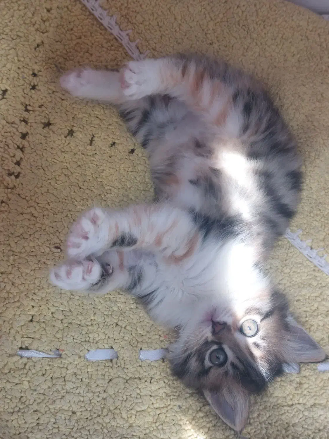 گربه|گربه|تبریز, |دیوار