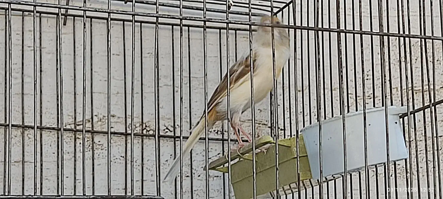 دو عدد قناری سفیدنر و یک عددسفید آهویی ماده|پرنده|کازرون, |دیوار