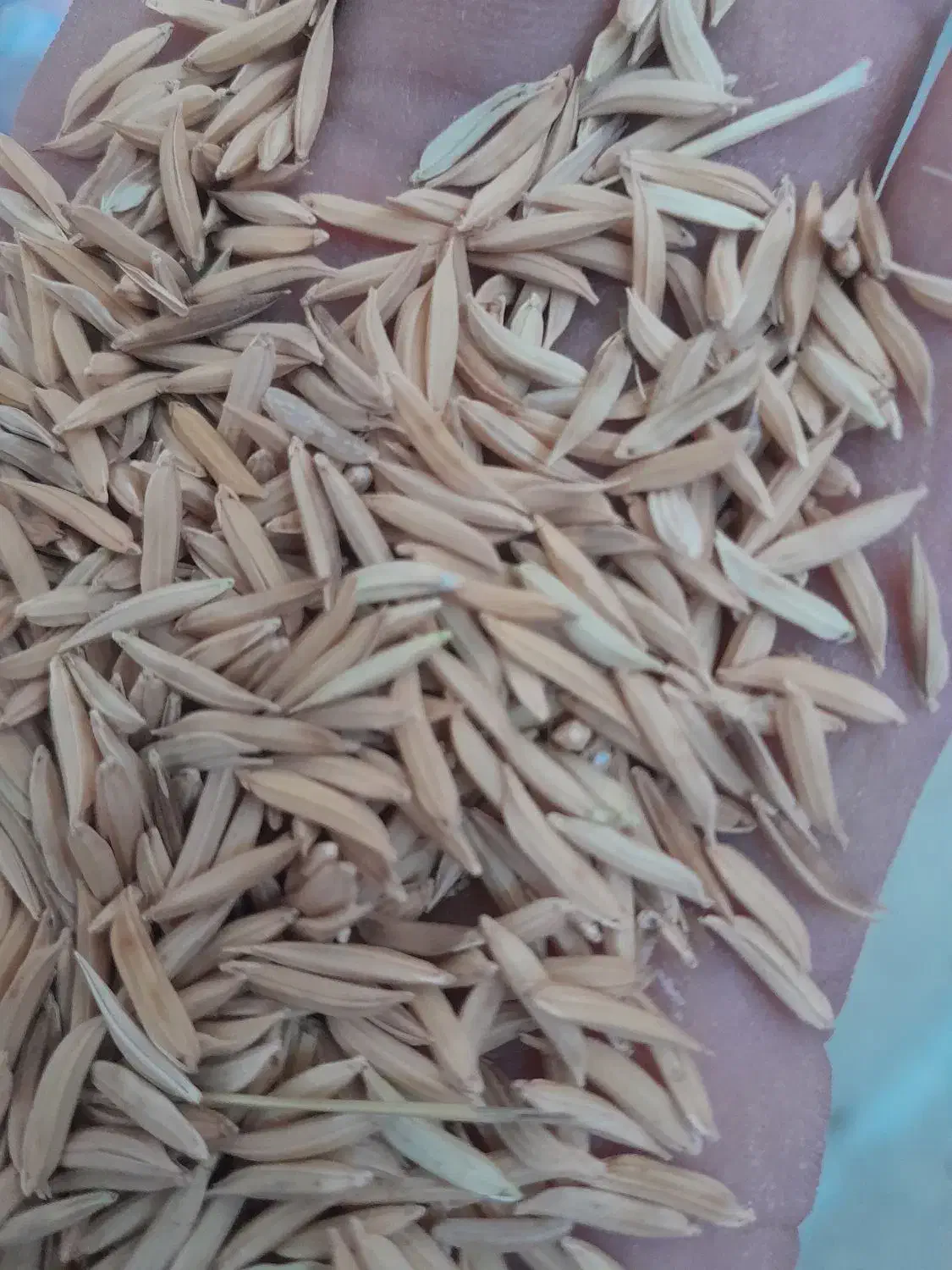 شالی فجر|گل و گیاه طبیعی|رامیان, |دیوار