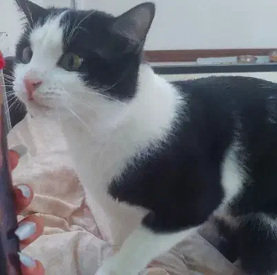 گربه گمشده|حیوانات|اصفهان, لاله|دیوار