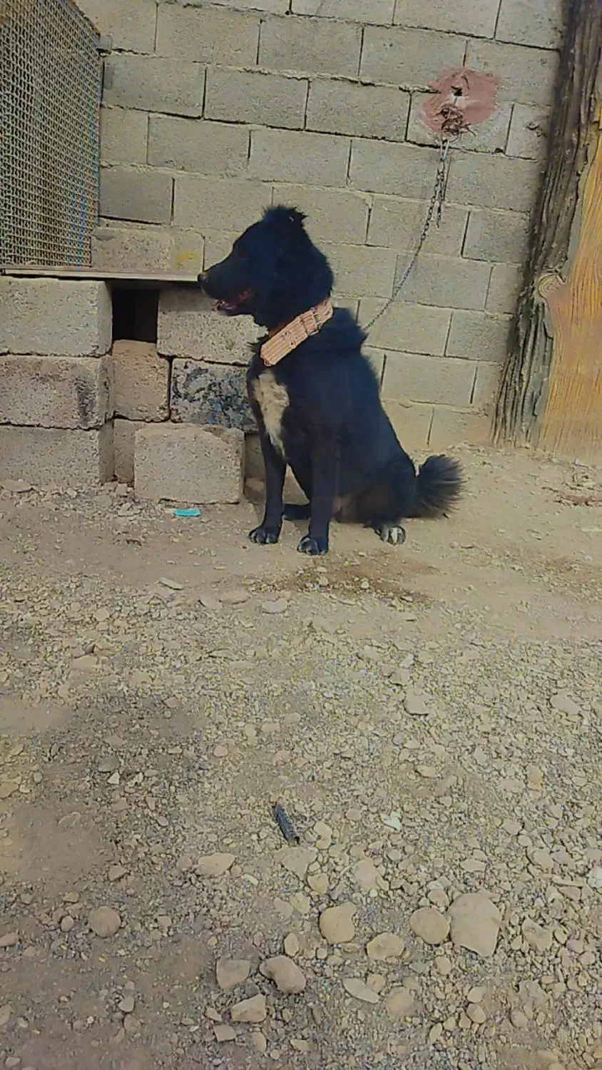 واگذاری سگ قهدریجانی|سگ|نجفآباد, جلال آباد|دیوار