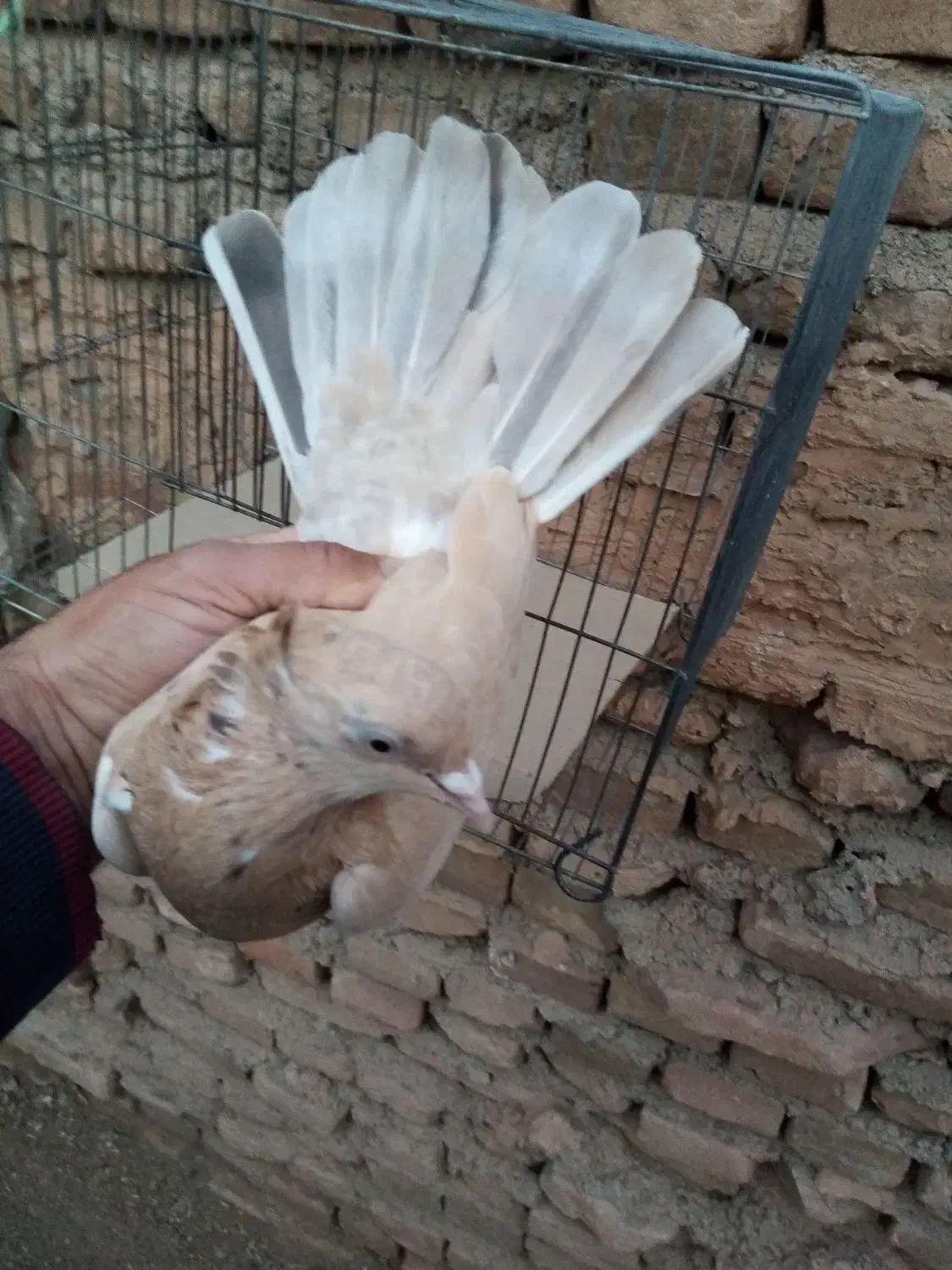 چند عدد کبوتر زیبا|پرنده|سبزوار, جوادیه شرقی|دیوار