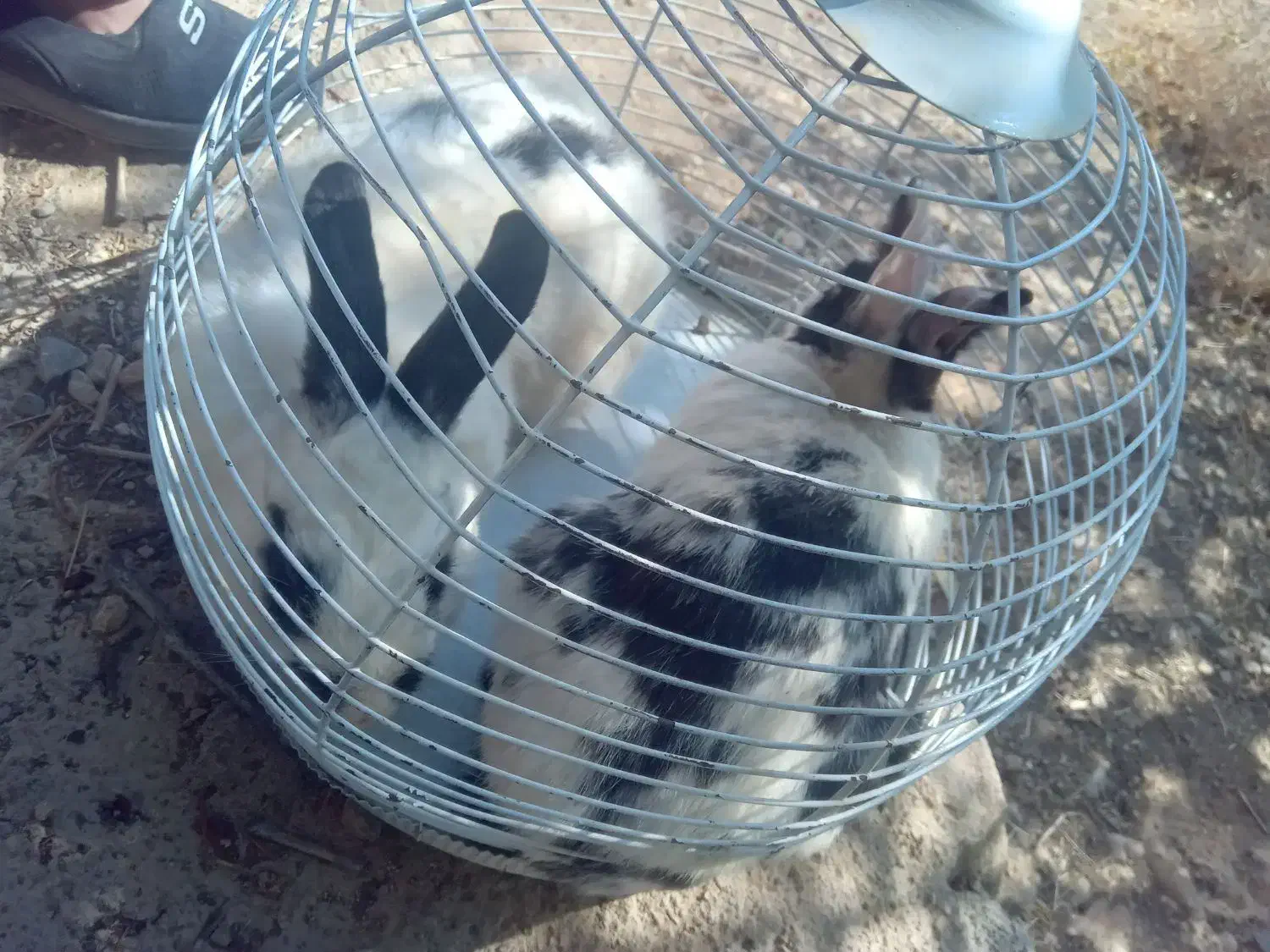 فروشی|پرنده|منج, |دیوار