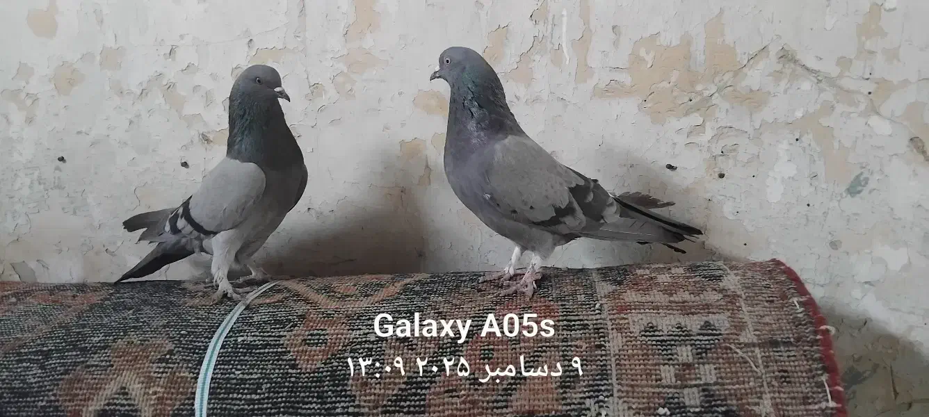 کبوتر کوهی|پرنده|فارسان, |دیوار