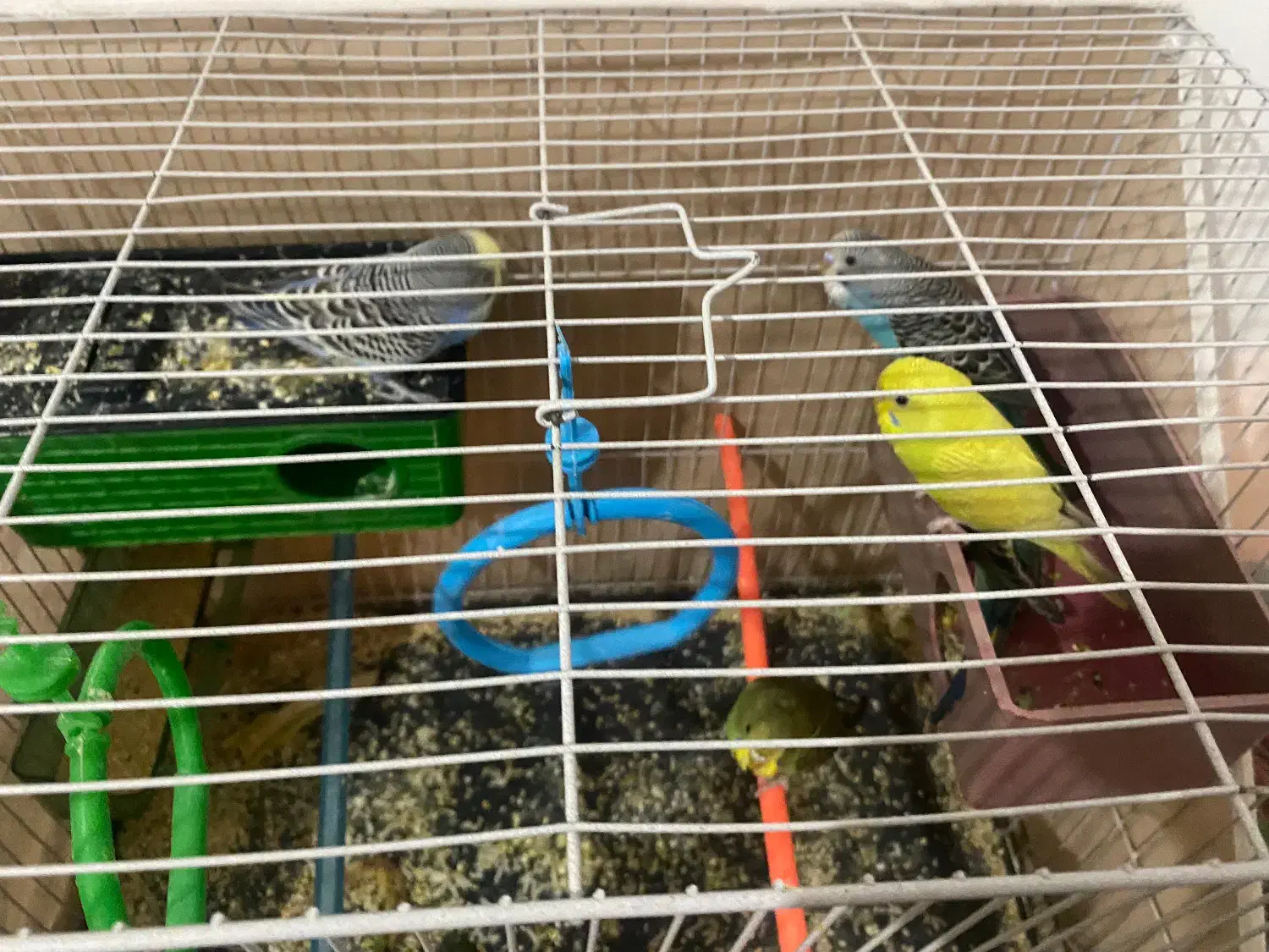 ۱۴عدد مرغ عشق نرو ماده|پرنده|بیرجند, |دیوار