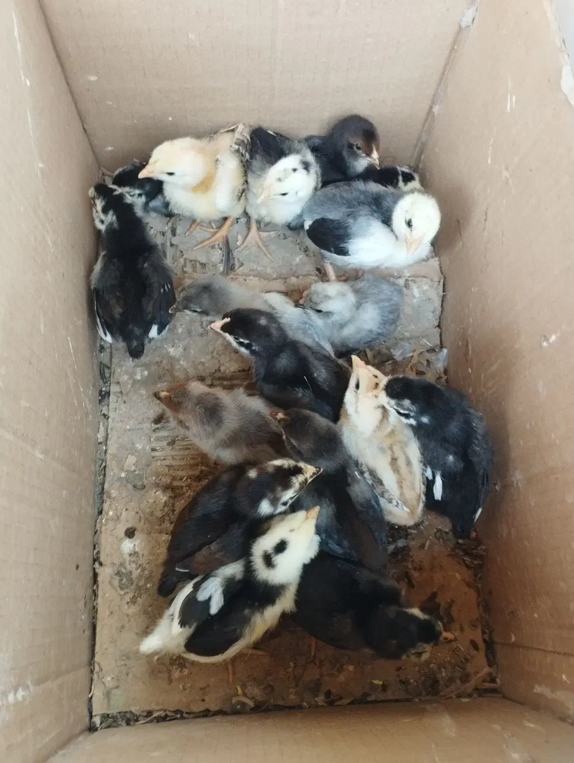 فروش جوجه محای و لری|حیوانات مزرعه|بندرعباس, |دیوار