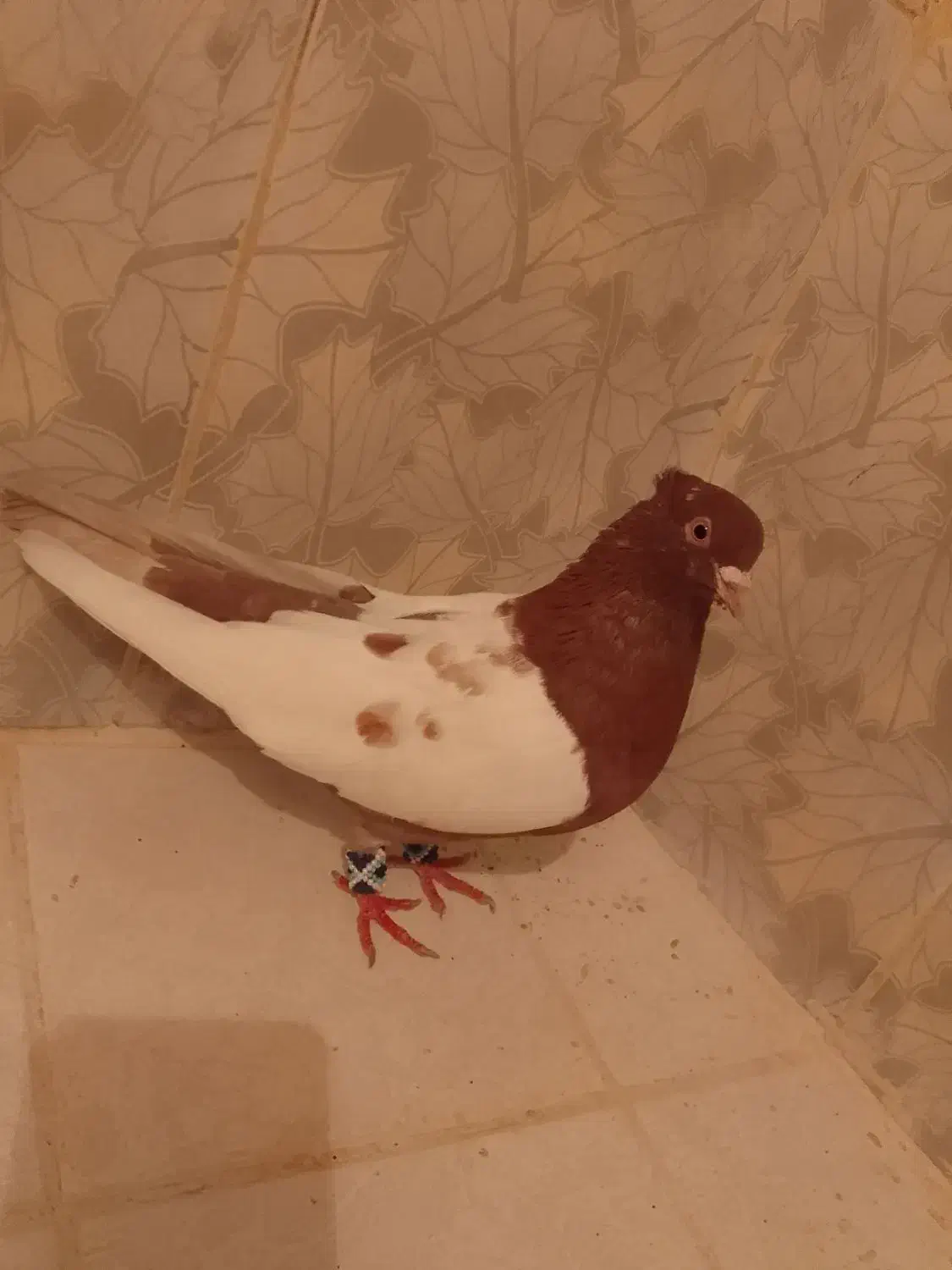 کبوتر قرمزی کوینح و کله ماستی اویناخ|پرنده|مراغه, |دیوار