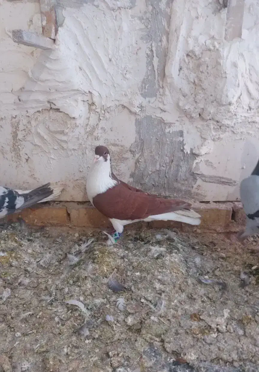 کفتر|پرنده|گلبهار, شهر جدید گلبهار|دیوار