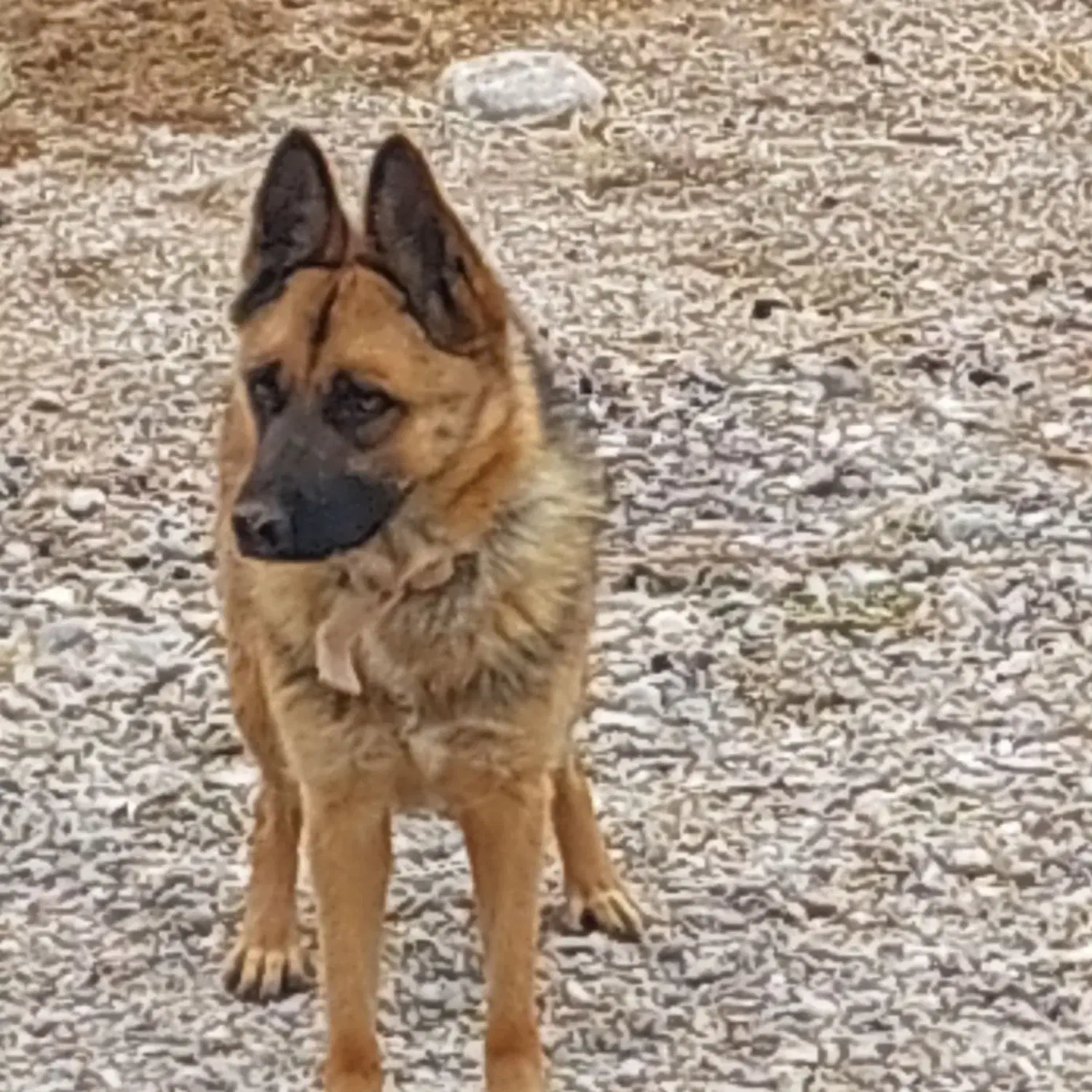 سگ ژرمن اصل|سگ|نی‌ریز, |دیوار