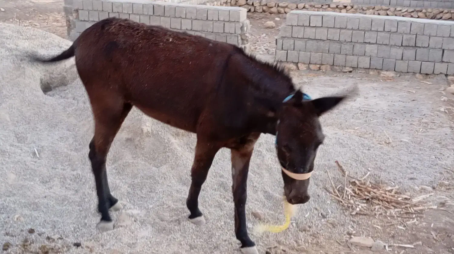 خر ماده|حیوانات مزرعه|زاگرس, |دیوار