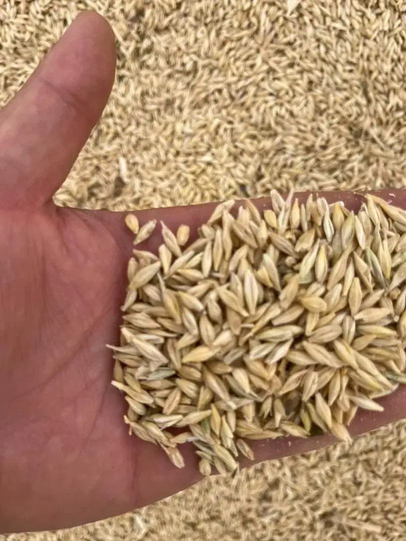 فروش جو بذری|عمده‌فروشی|کبودرآهنگ, |دیوار