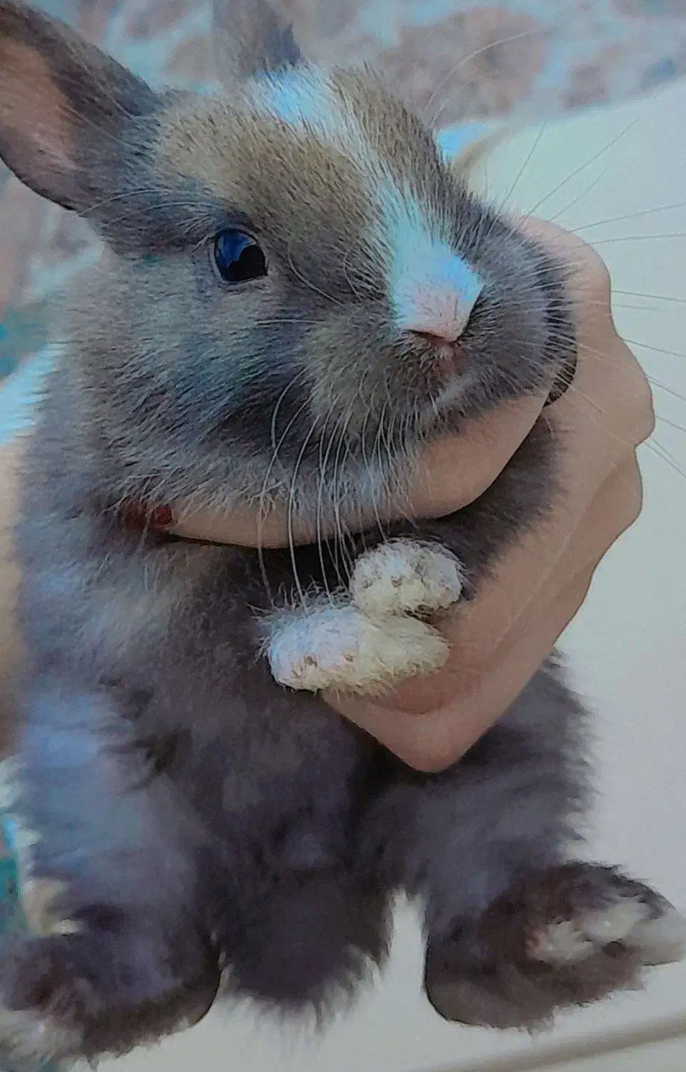 خرگوش|موش و خرگوش|اهواز, کوی باهنر|دیوار