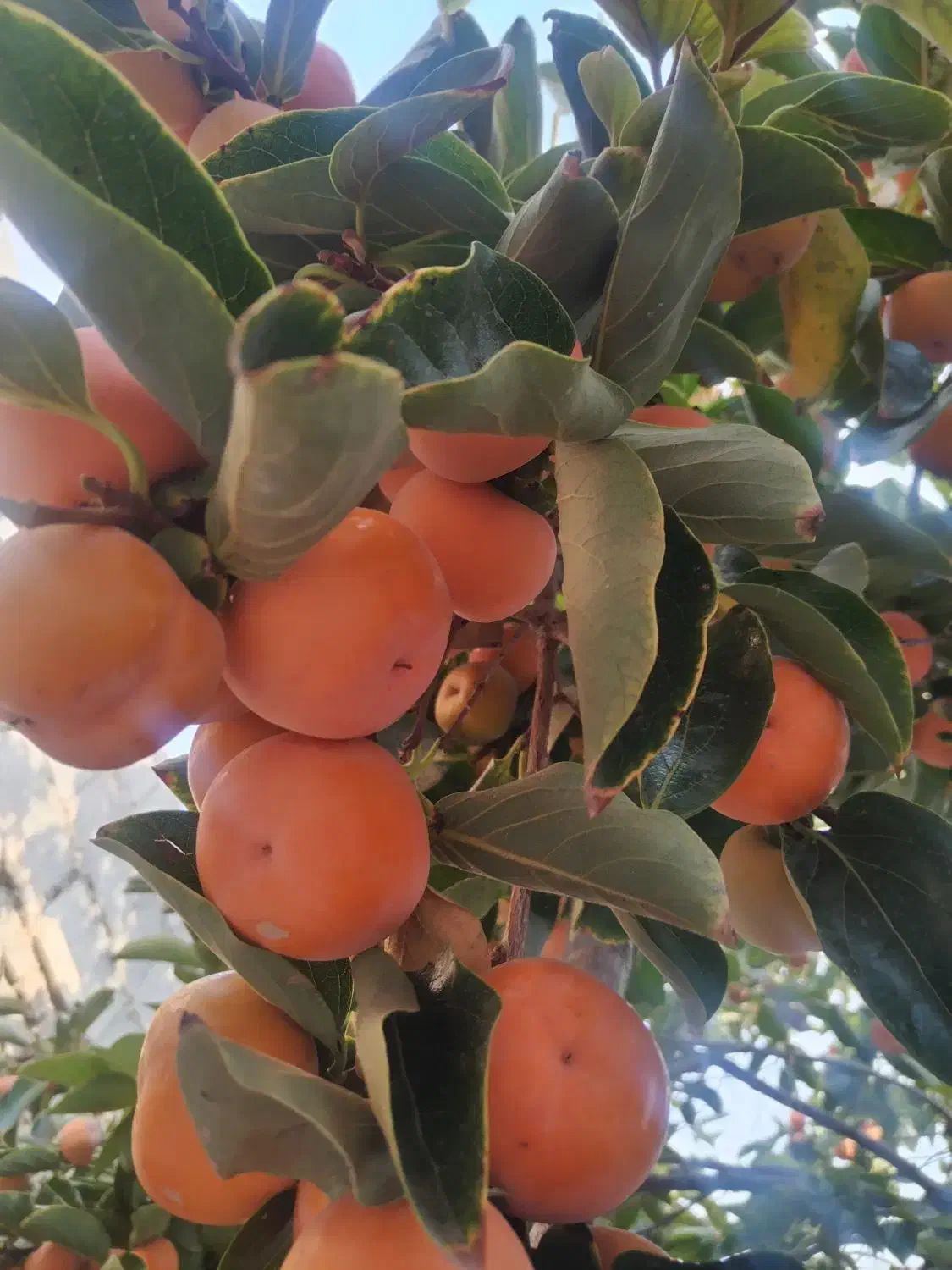 خرمالو|خوردنی و آشامیدنی|مزایجان, |دیوار