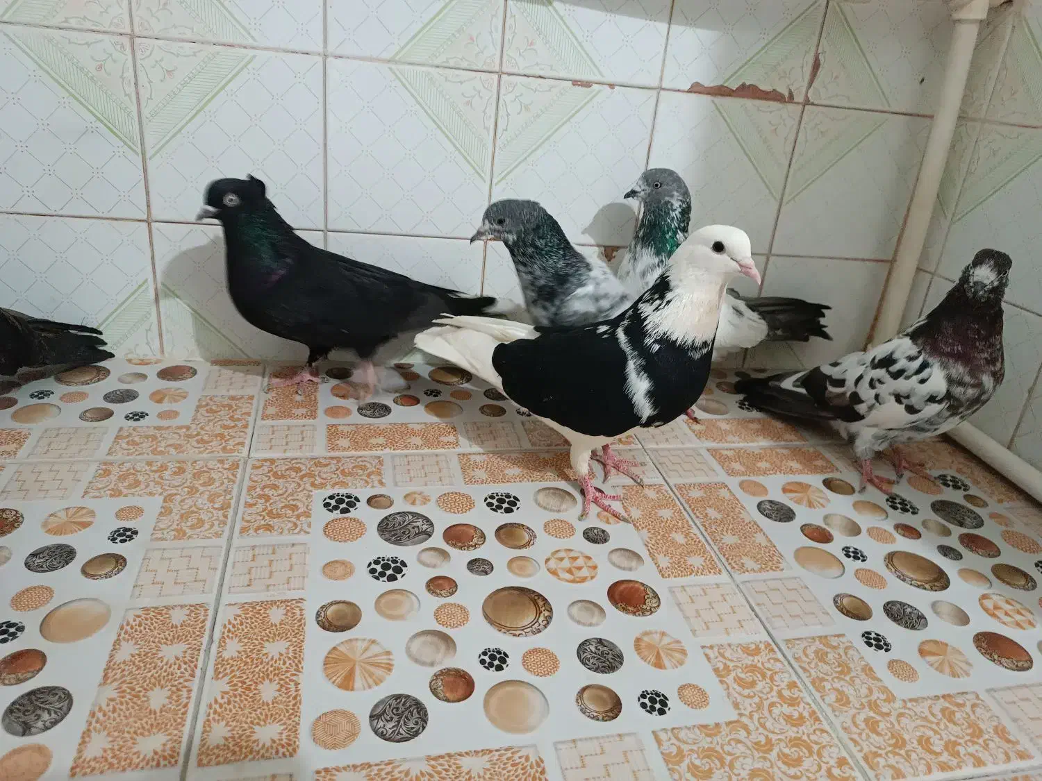 کبوتر پاکستانی و پرشی|پرنده|تهران, سعادت‌آباد|دیوار